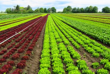 Farming vegetables